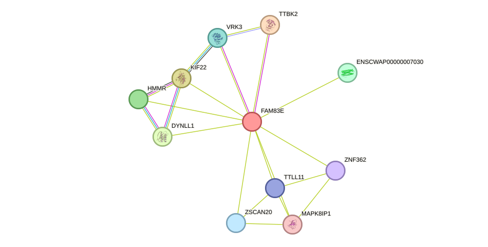 STRING protein interaction network