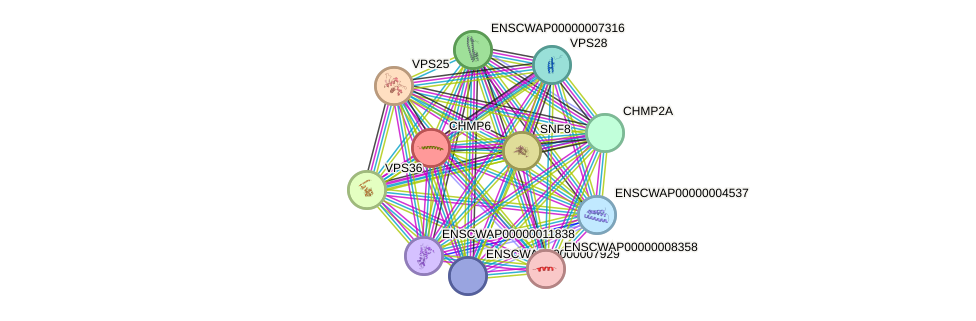 STRING protein interaction network