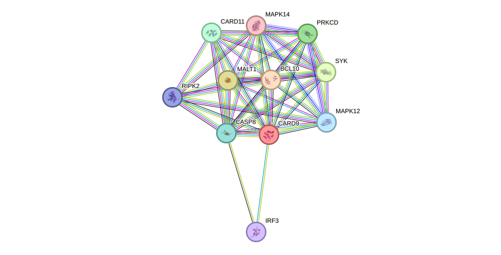 STRING protein interaction network