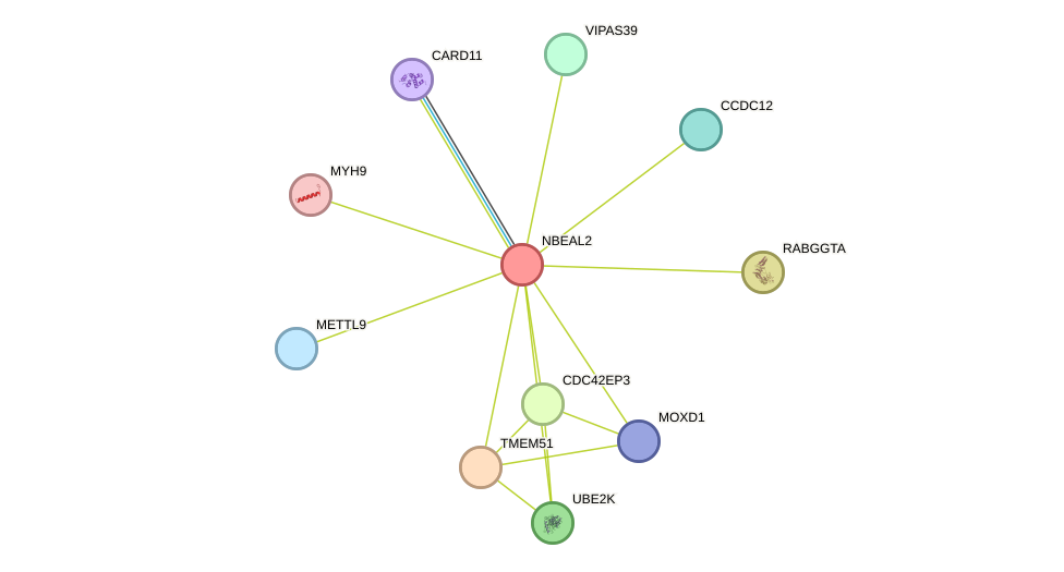 STRING protein interaction network