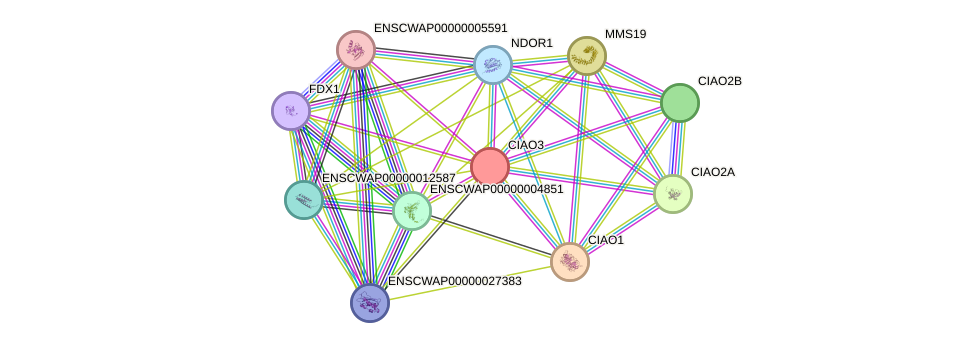 STRING protein interaction network