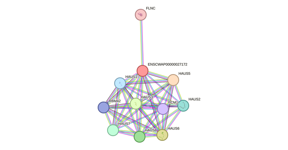 STRING protein interaction network