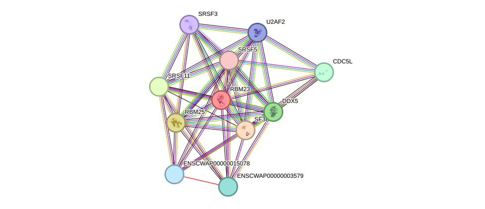 STRING protein interaction network