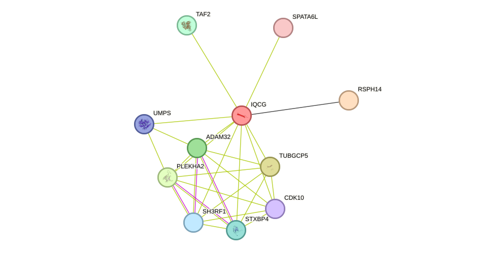 STRING protein interaction network