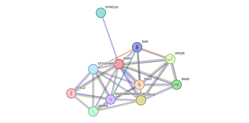 STRING protein interaction network