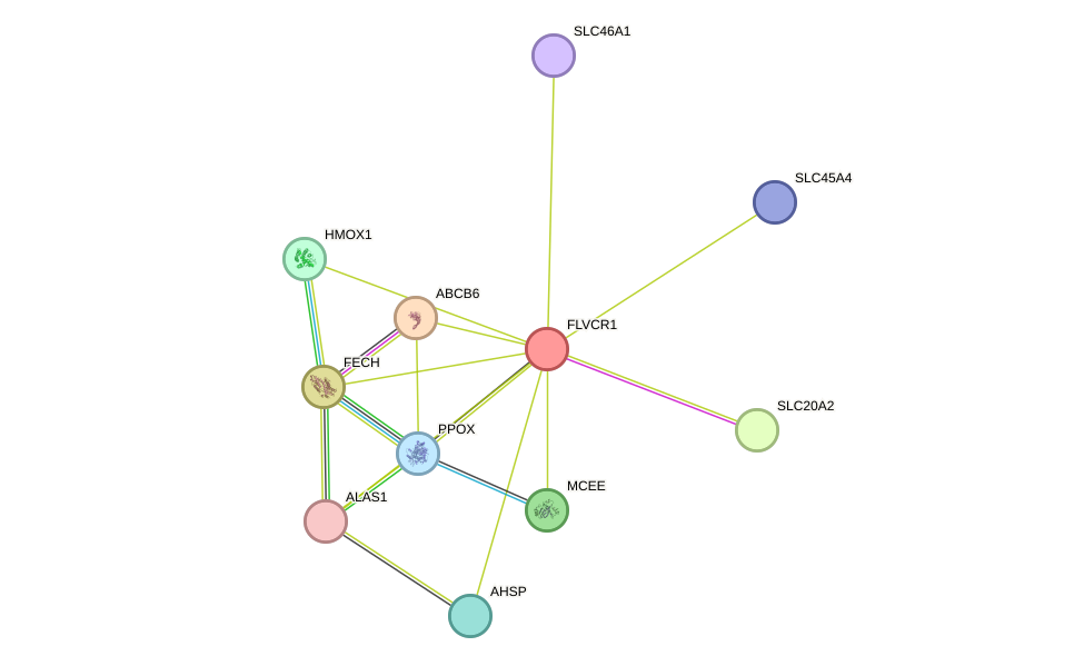 STRING protein interaction network