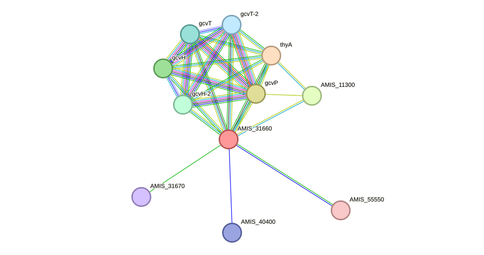 STRING protein interaction network