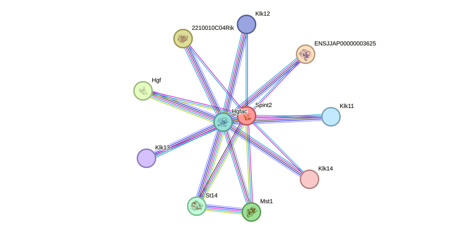 STRING protein interaction network