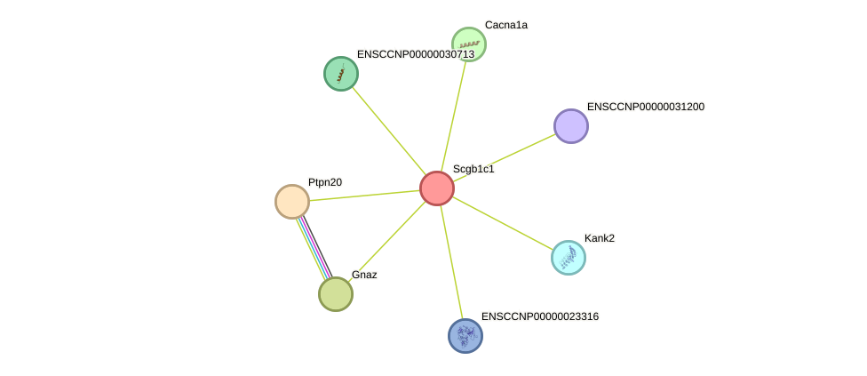 STRING protein interaction network