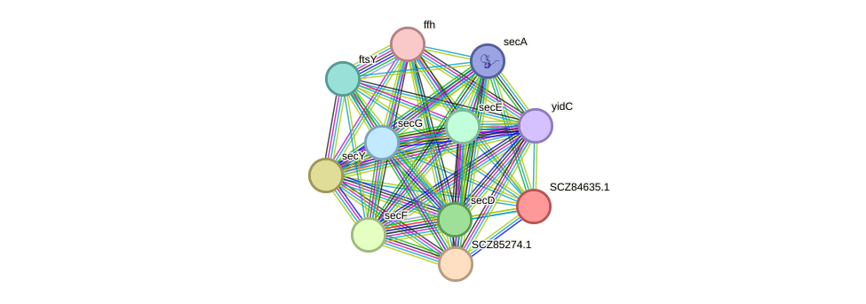 STRING protein interaction network