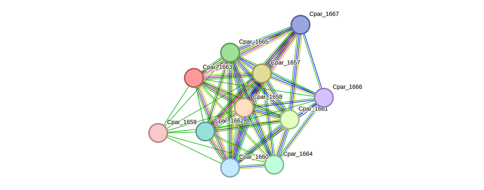 STRING protein interaction network