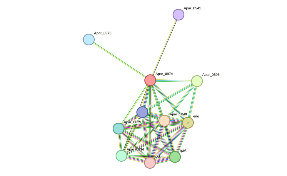 STRING protein interaction network