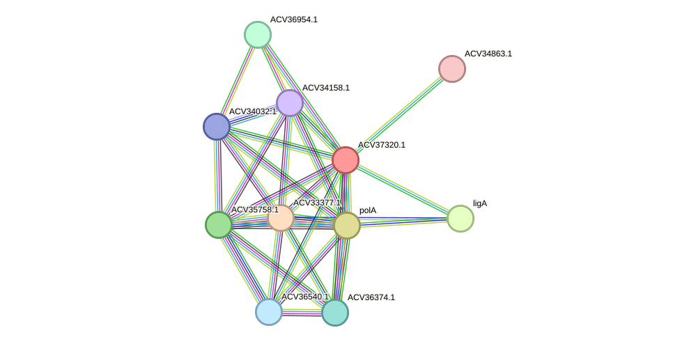 STRING protein interaction network