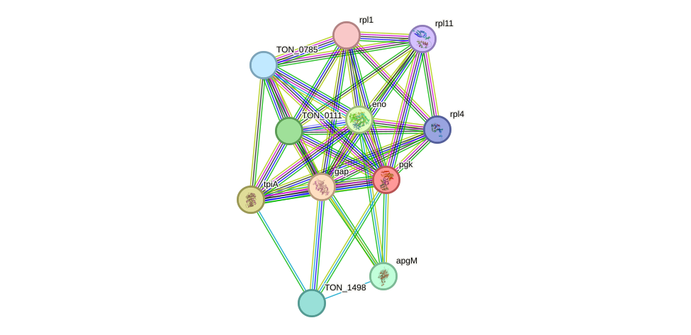 STRING protein interaction network