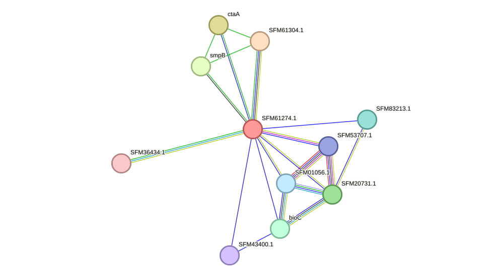 STRING protein interaction network