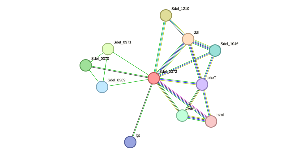 STRING protein interaction network