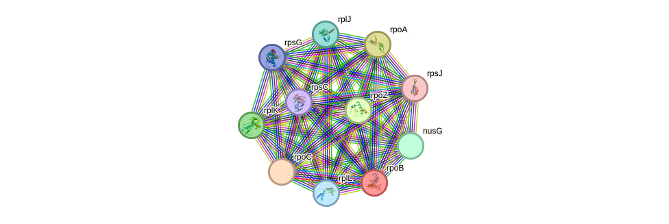 STRING protein interaction network