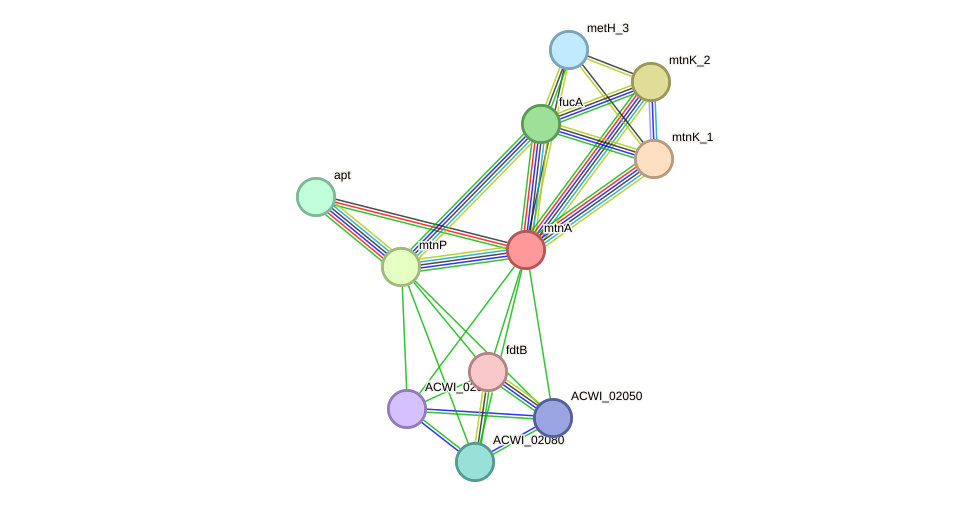 STRING protein interaction network