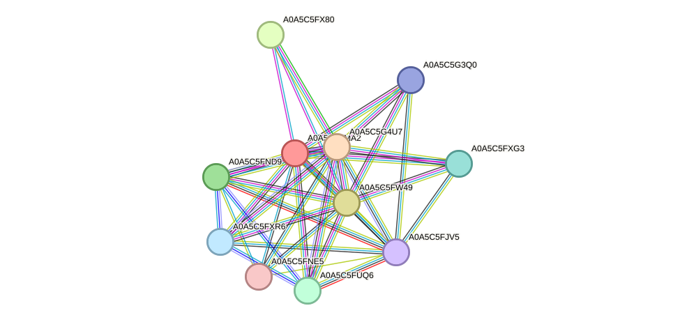 STRING protein interaction network