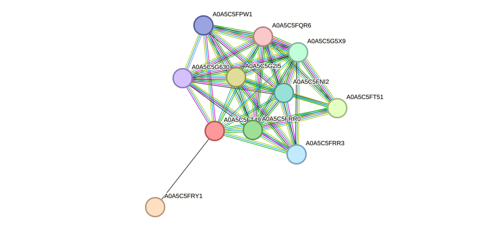 STRING protein interaction network