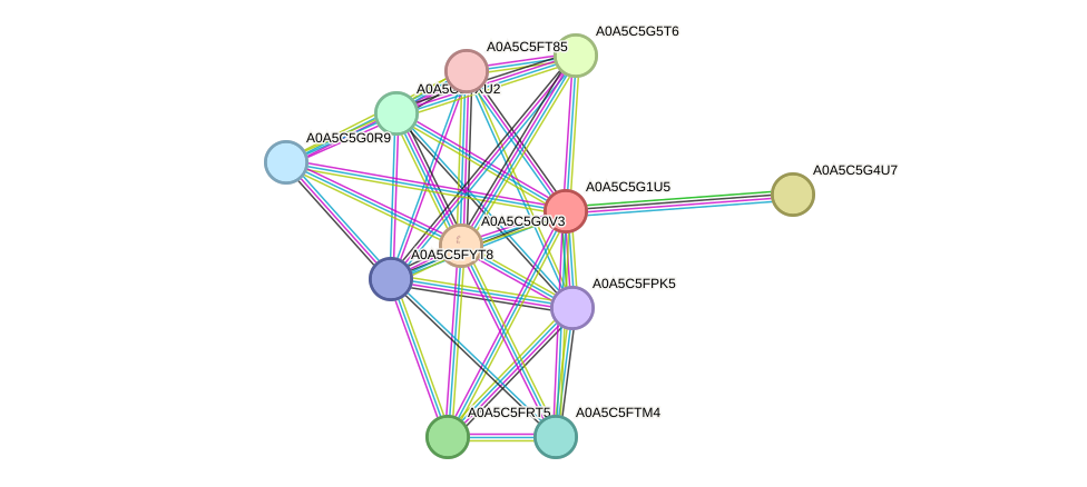 STRING protein interaction network