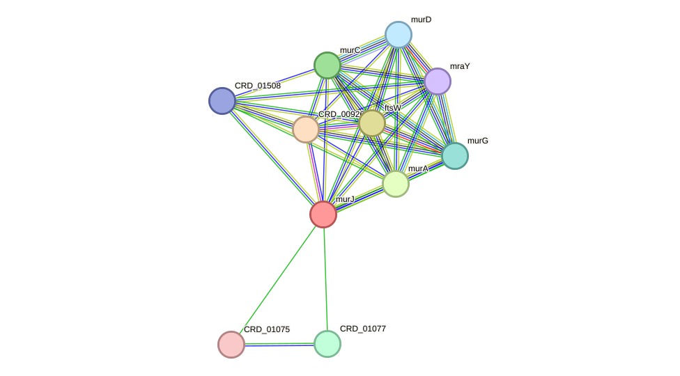 STRING protein interaction network