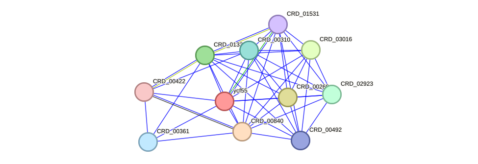 STRING protein interaction network