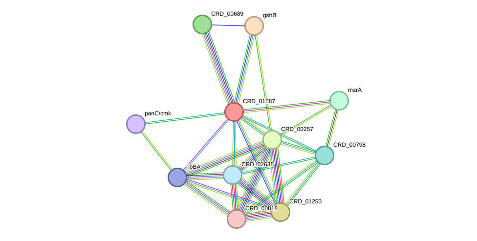 STRING protein interaction network