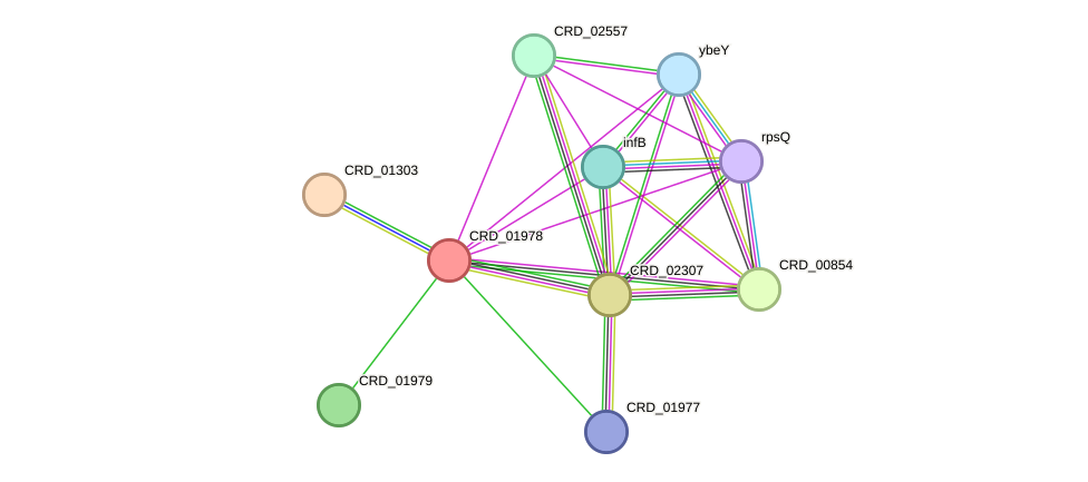 STRING protein interaction network