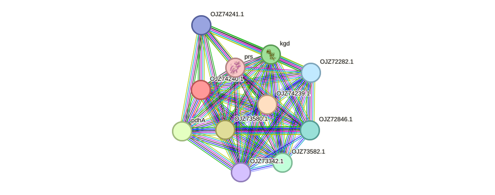 STRING protein interaction network