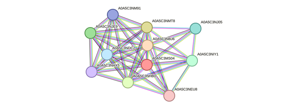 STRING protein interaction network