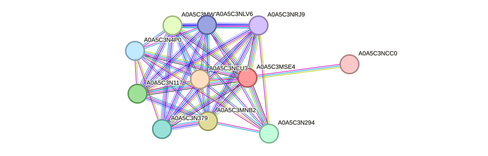 STRING protein interaction network