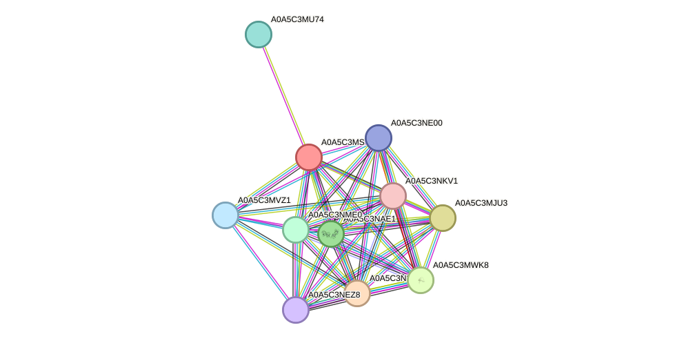 STRING protein interaction network