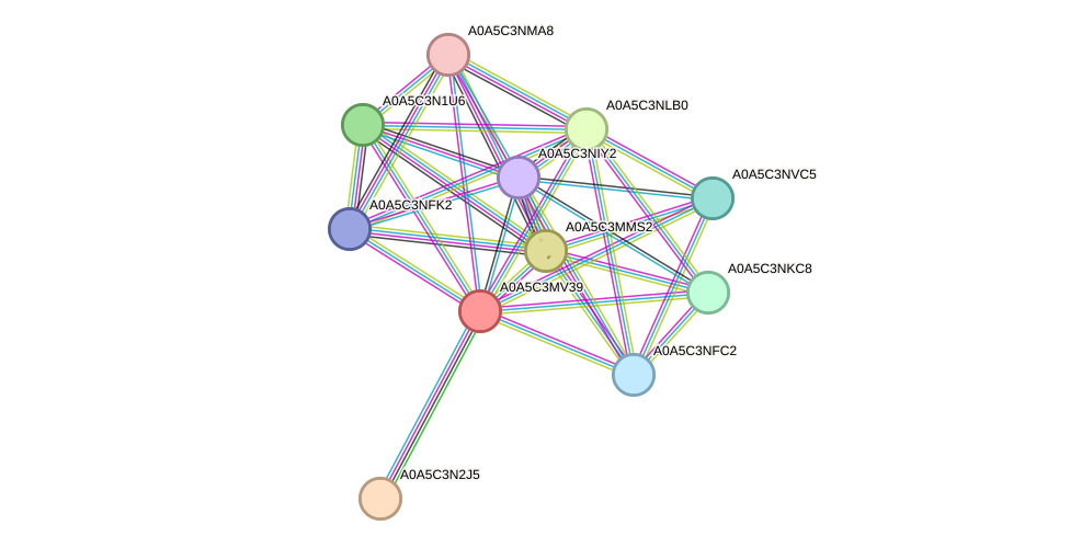 STRING protein interaction network