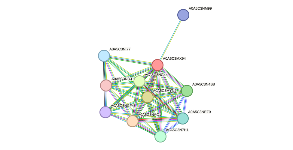 STRING protein interaction network