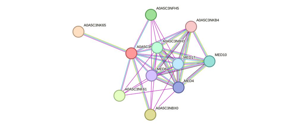 STRING protein interaction network