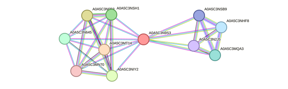 STRING protein interaction network