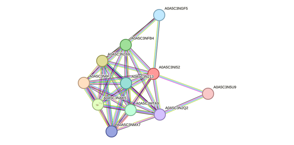 STRING protein interaction network