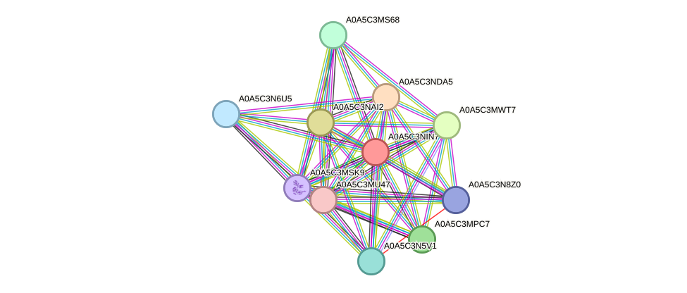 STRING protein interaction network