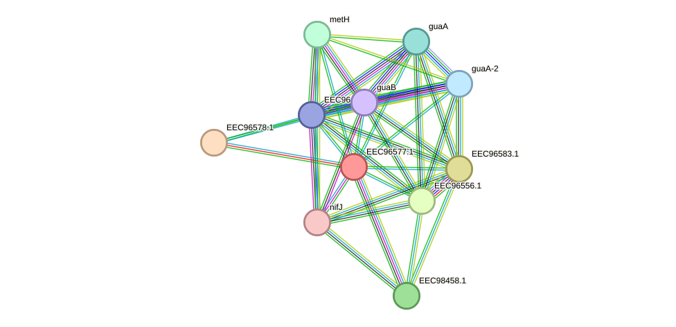 STRING protein interaction network