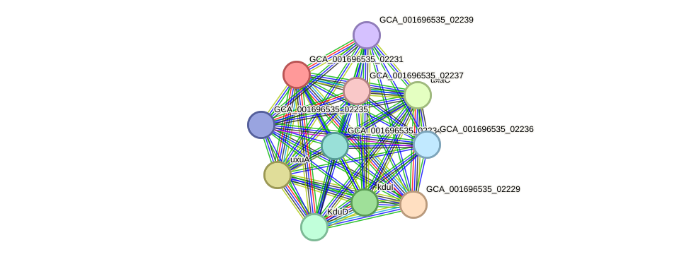 STRING protein interaction network