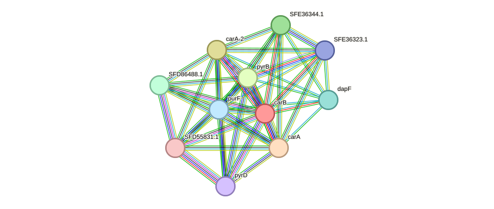 STRING protein interaction network