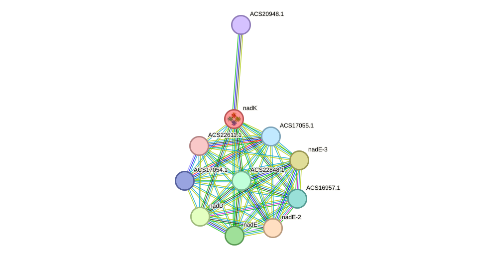 STRING protein interaction network