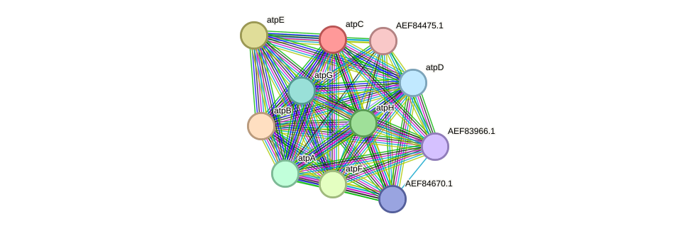 STRING protein interaction network
