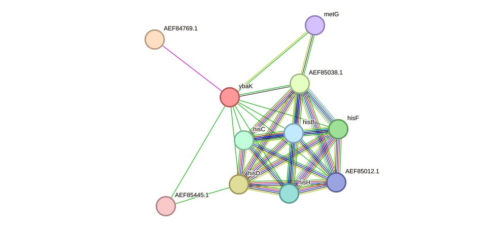 STRING protein interaction network