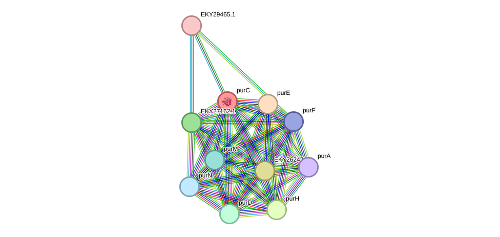 STRING protein interaction network