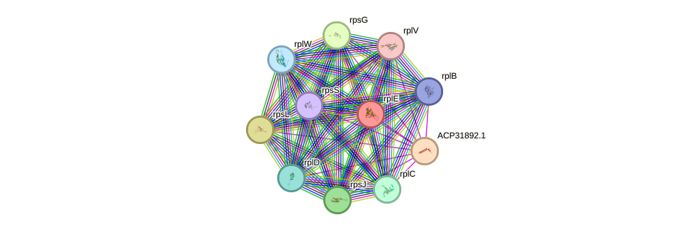 STRING protein interaction network