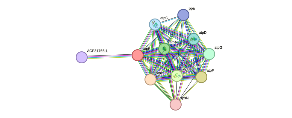 STRING protein interaction network