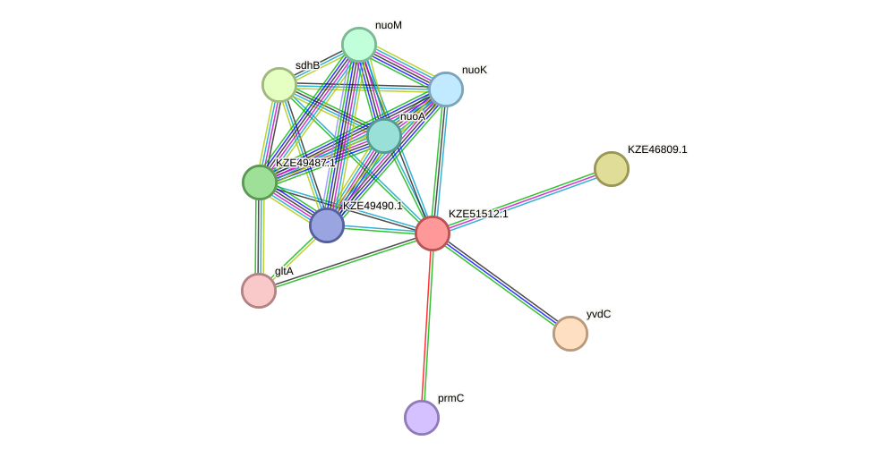 STRING protein interaction network