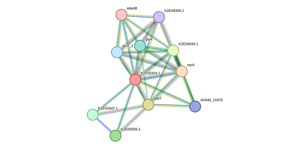 STRING protein interaction network